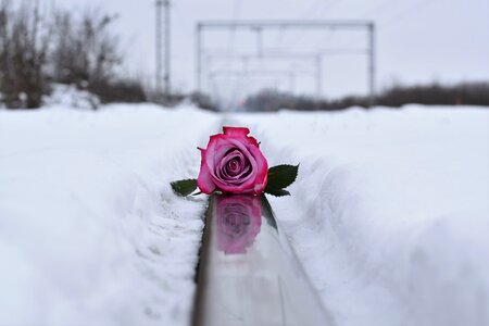 Snowy romantic cold photo