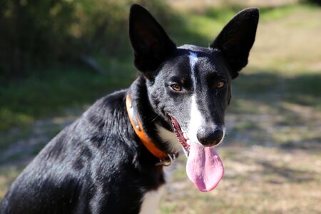 Animal border collie canidae photo