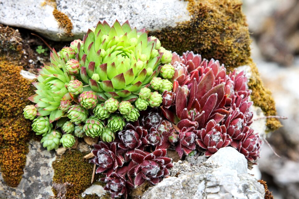 Rock garden stone garden