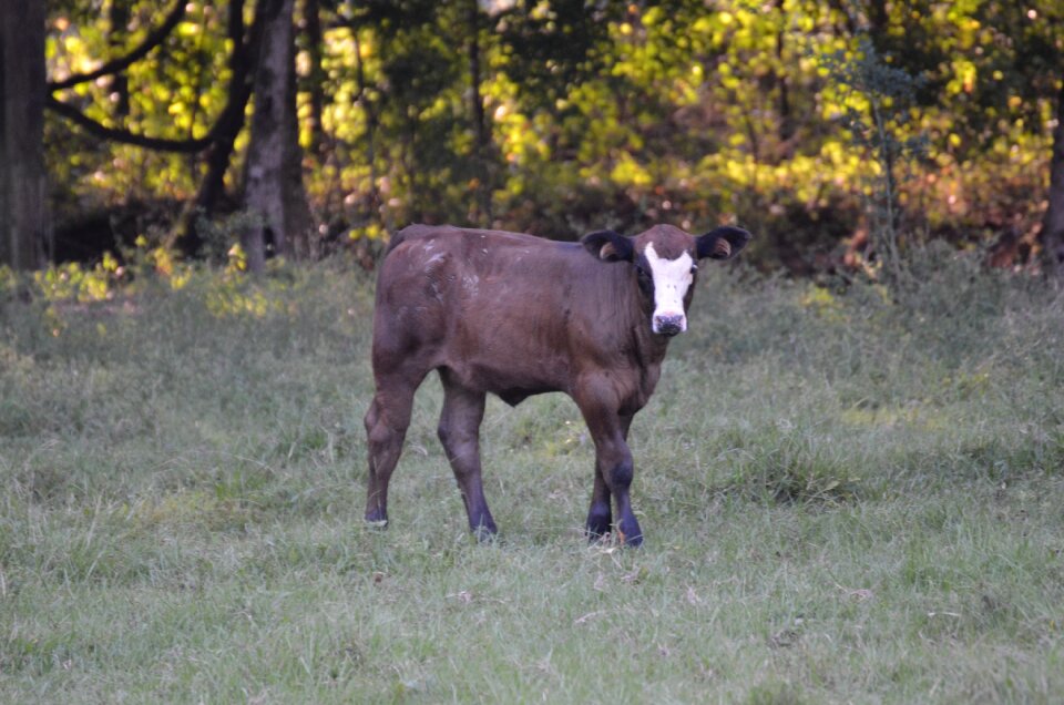 Animal beef cattle