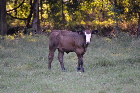 Animal beef cattle photo