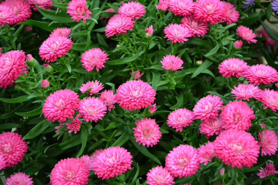 Pink flowers pink flower petals