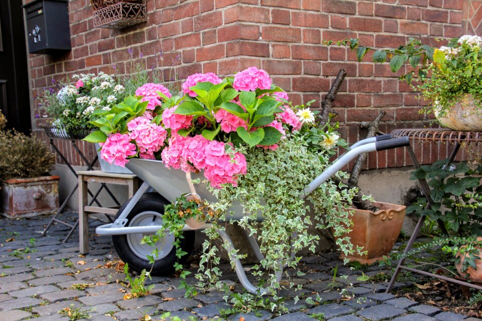 Wheelbarrow ivy garden