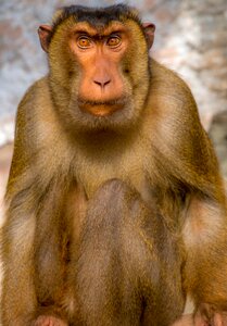 Monkey look feelings