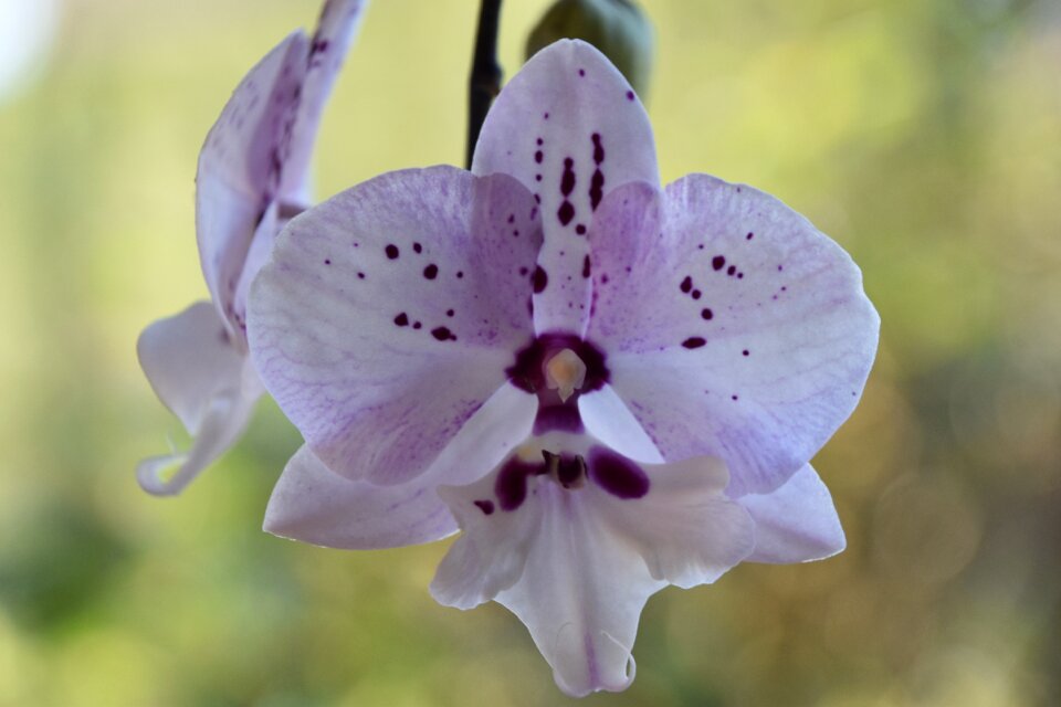 Garden fulfillment flowering