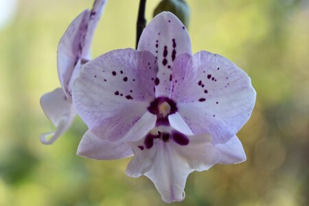 Garden fulfillment flowering