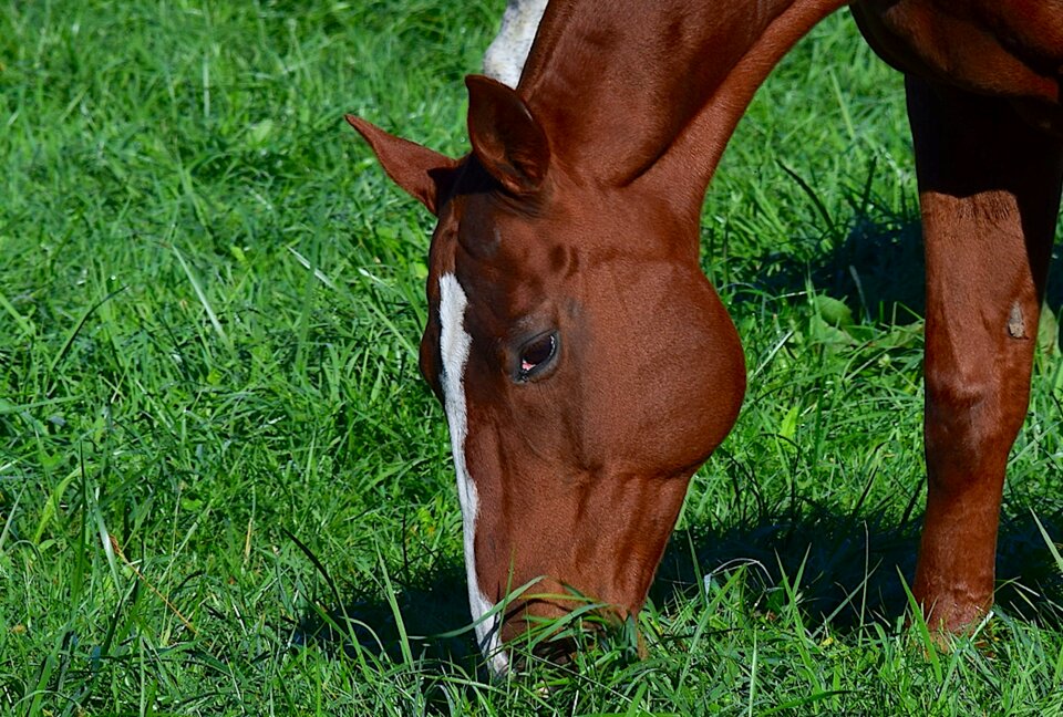 Farm mammal head photo