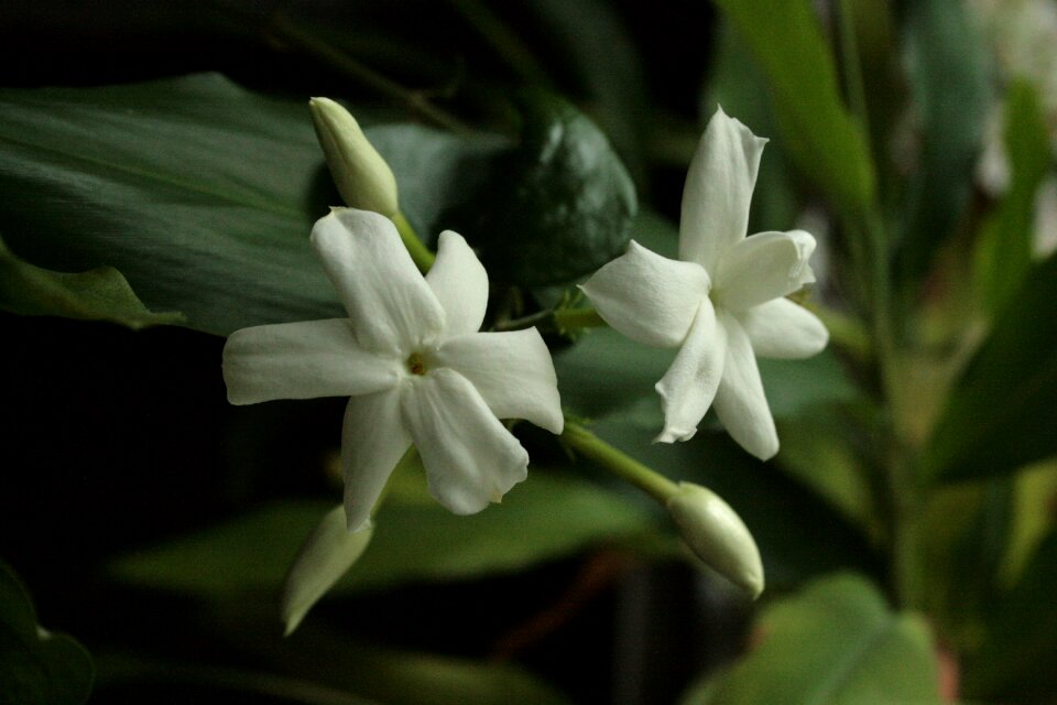 Arabian jasmine white flowers fragrance