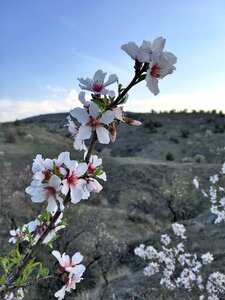 Almond tree amandier Free photos