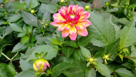 Garden summer dahlia