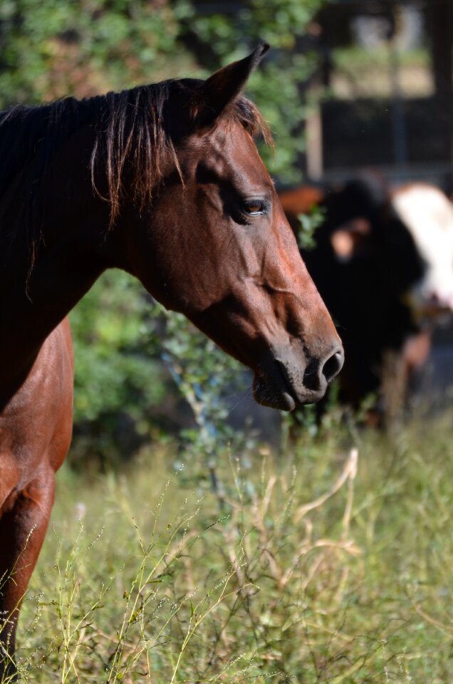 Equine animal barn