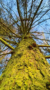 Nature bark forest