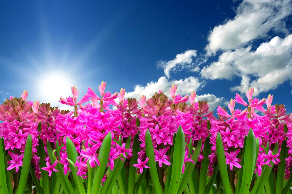 Hyacinth spring spring flower
