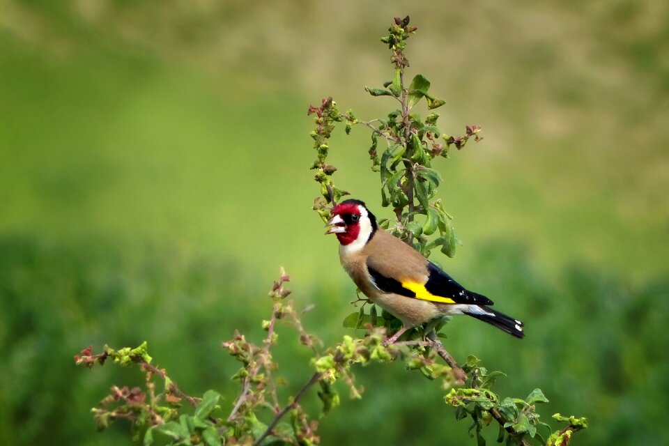 Goldfinch stieglitz summer