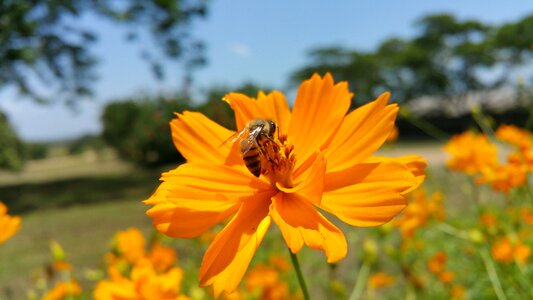 African bee flower tree's