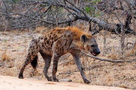 Kruger africa hyena photo
