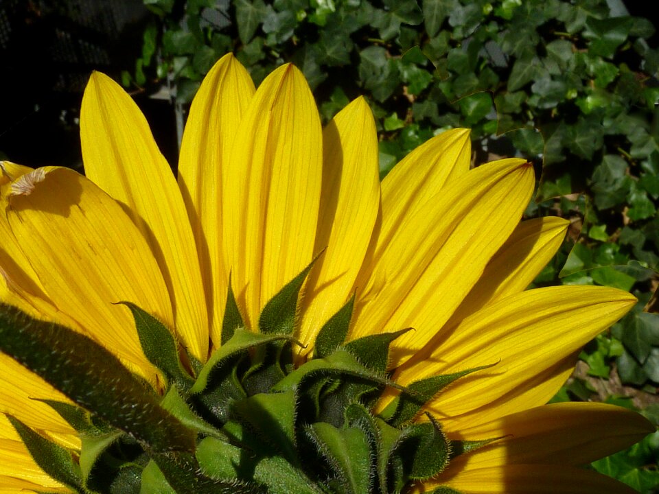 Green flower summer