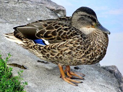 Bird poultry mallard