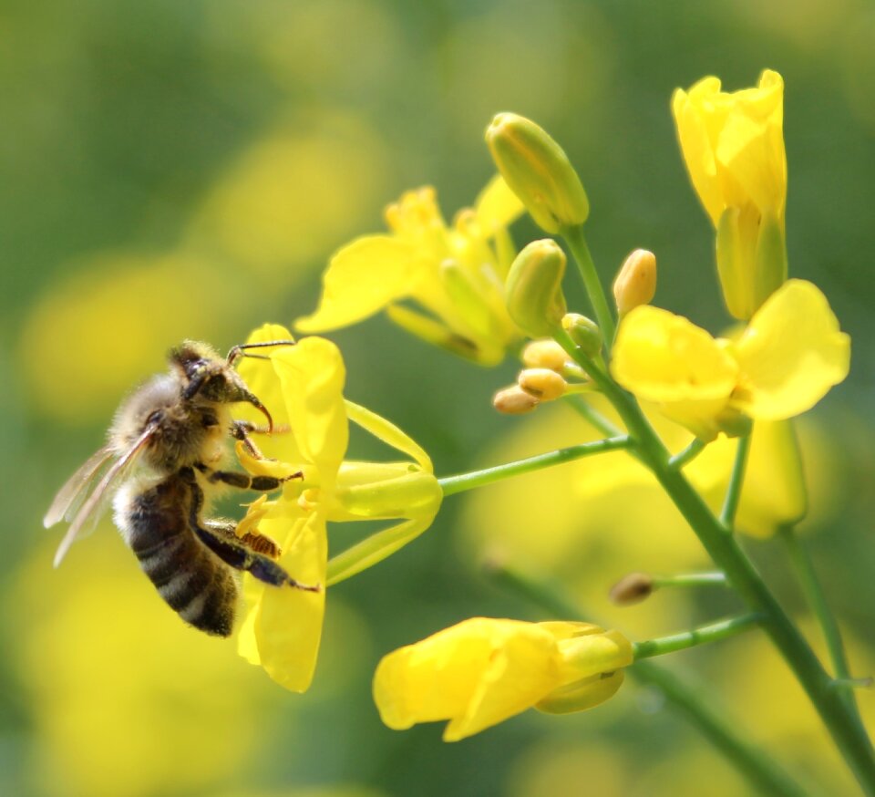 Pollination pollen honey bee photo