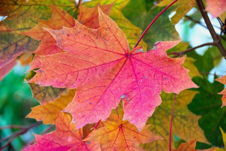 Maple leaf autumn nature photo
