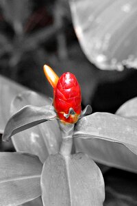 Ginger thailand blossom