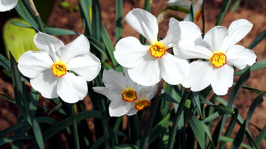 Flower plant easter