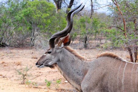 Kruger africa kudu photo