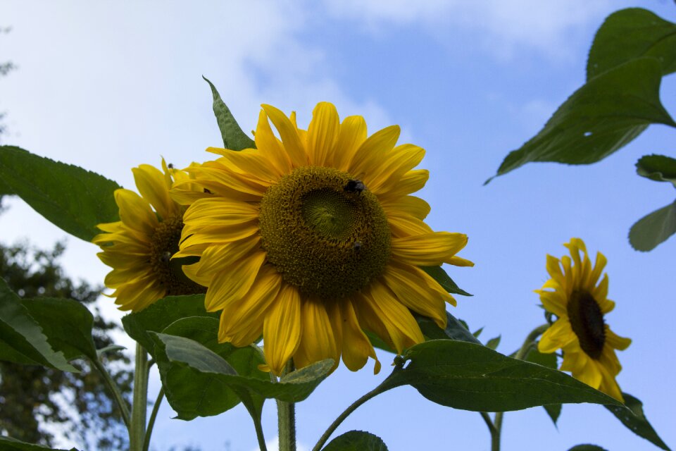 Summer yellow blossom photo