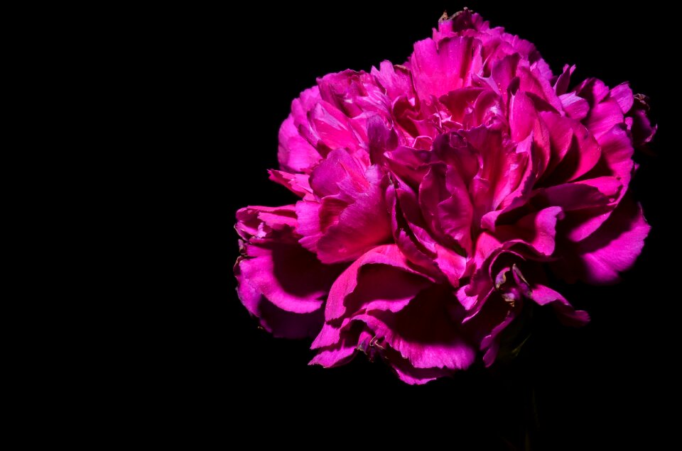 Plant floral pink