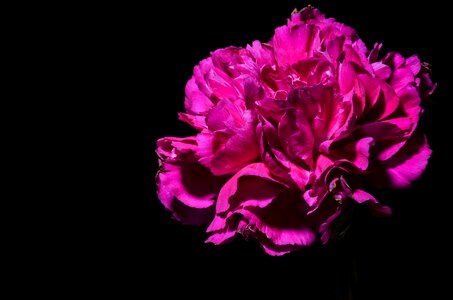 Plant floral pink