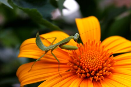 Praying mantis insect animal photo