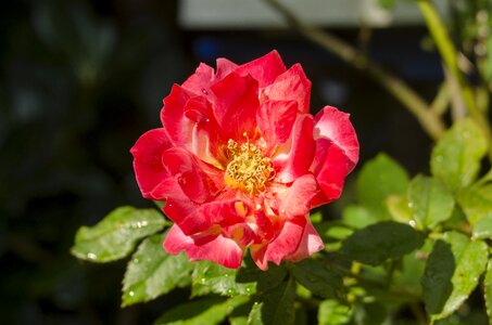 Nature flowers plants