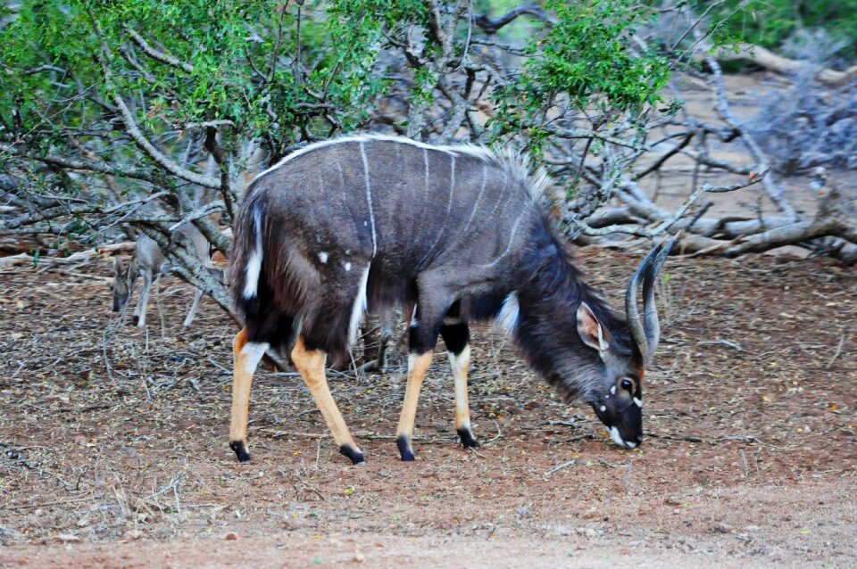 Kruger africa ungulado