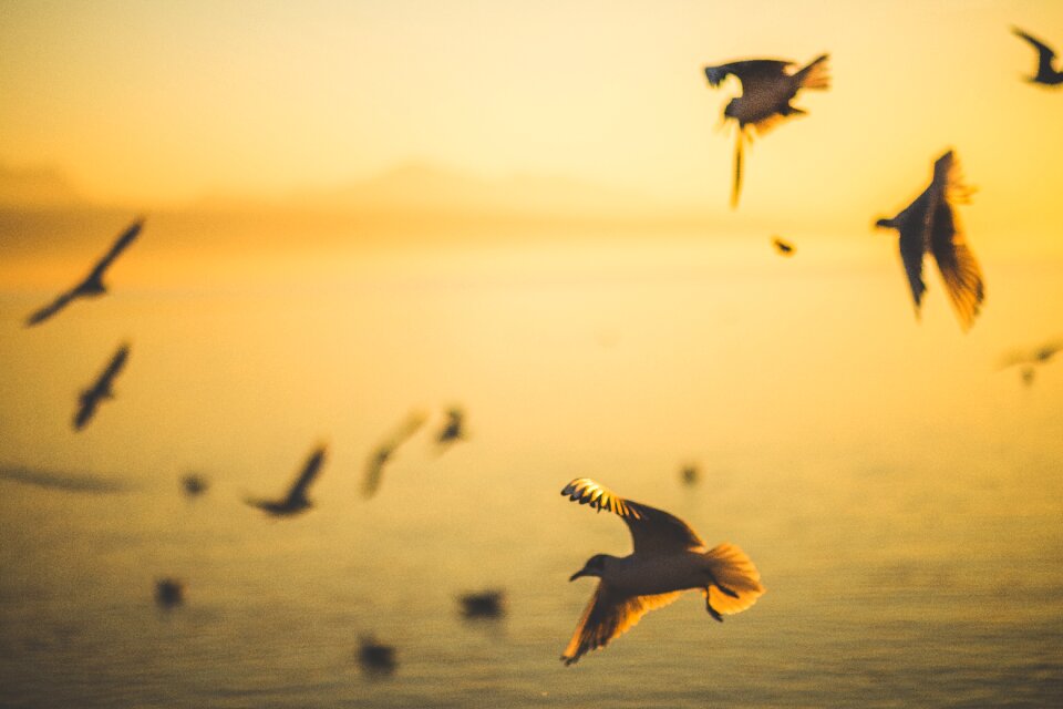 Animals ocean sea