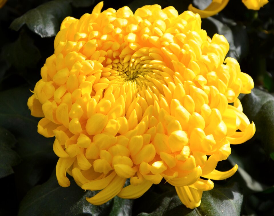 Garden plant flowering