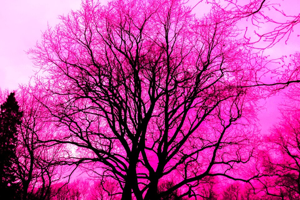 Pink outdoor pink tree
