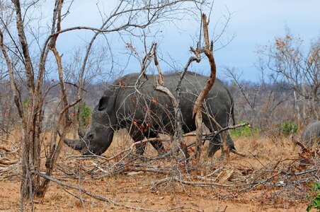 Kruger africa rhino