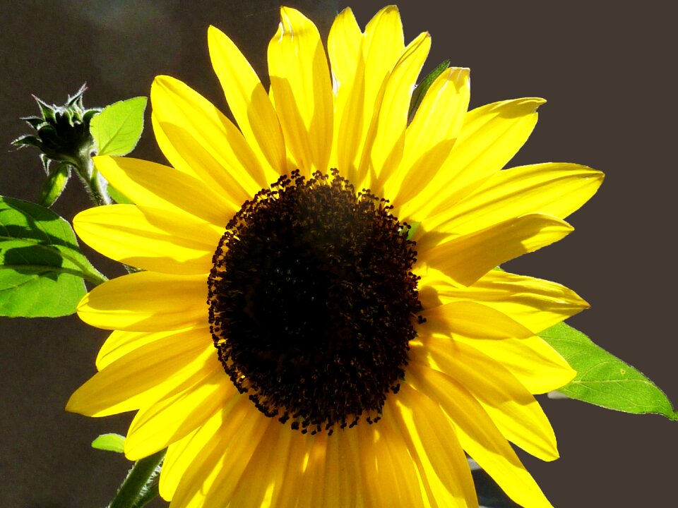 Green flower summer
