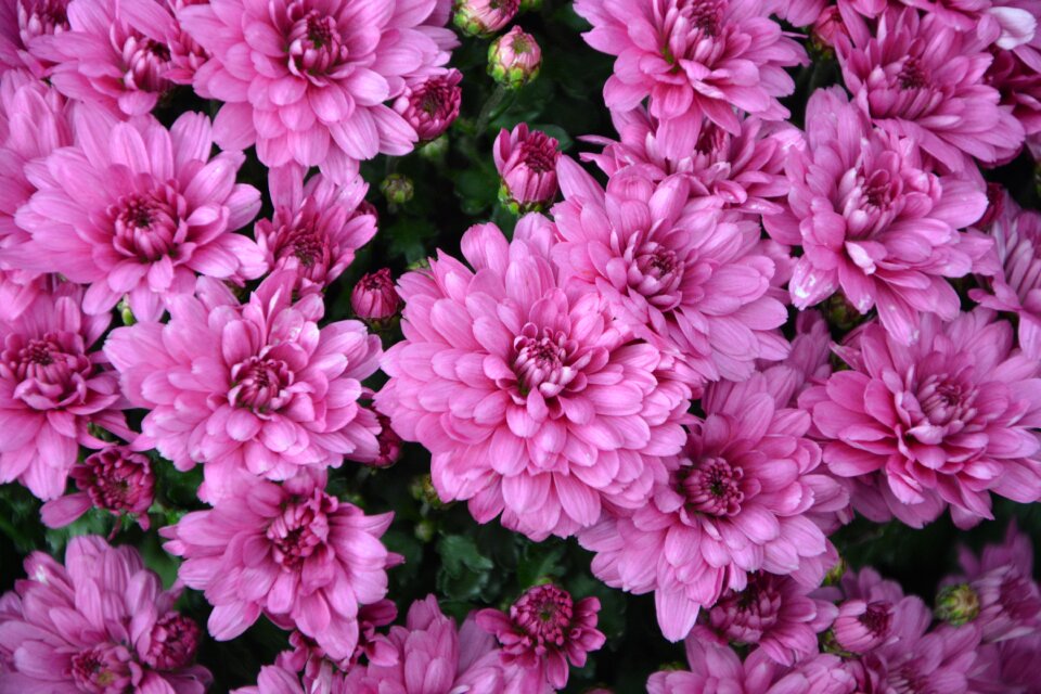 Pink flowers garden nature