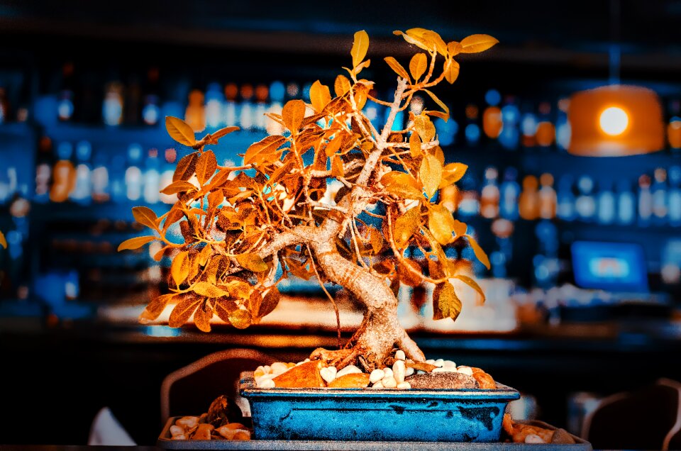 Restaurant bonsai ornament