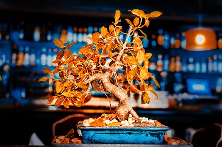 Restaurant bonsai ornament