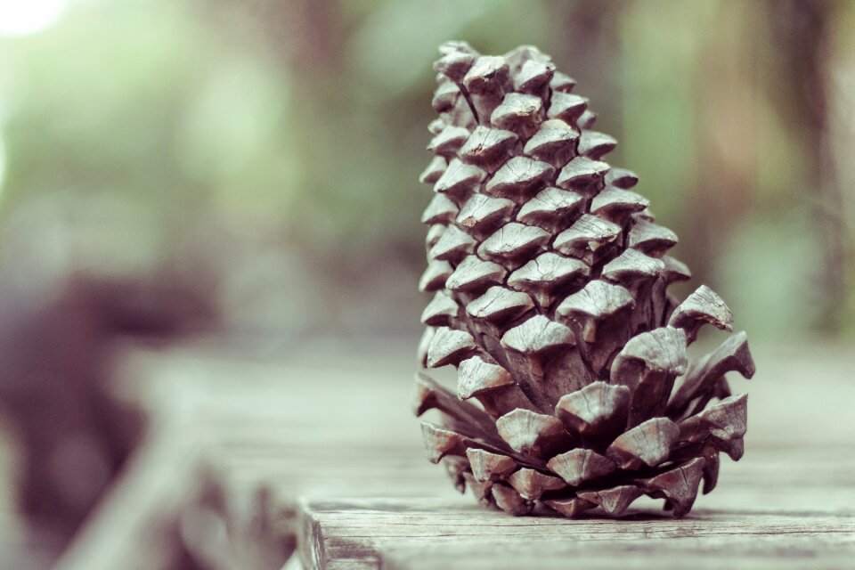 Conifer reproduction pollen