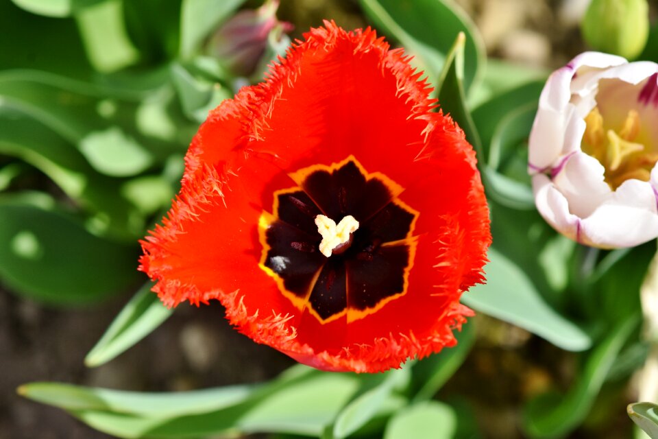 Stamp stamens petals