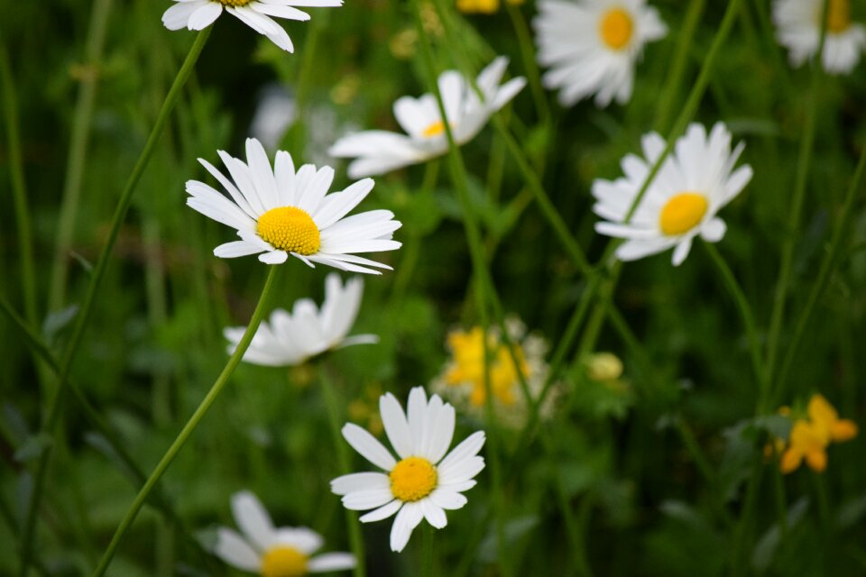 Daisy flower spring