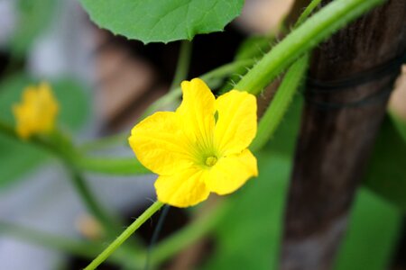 Melon's flower melon plant