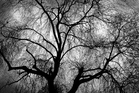 Branch bare tree bare branch photo