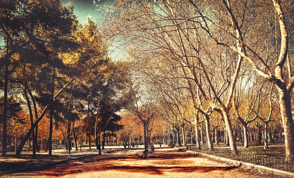 Wood landscape park