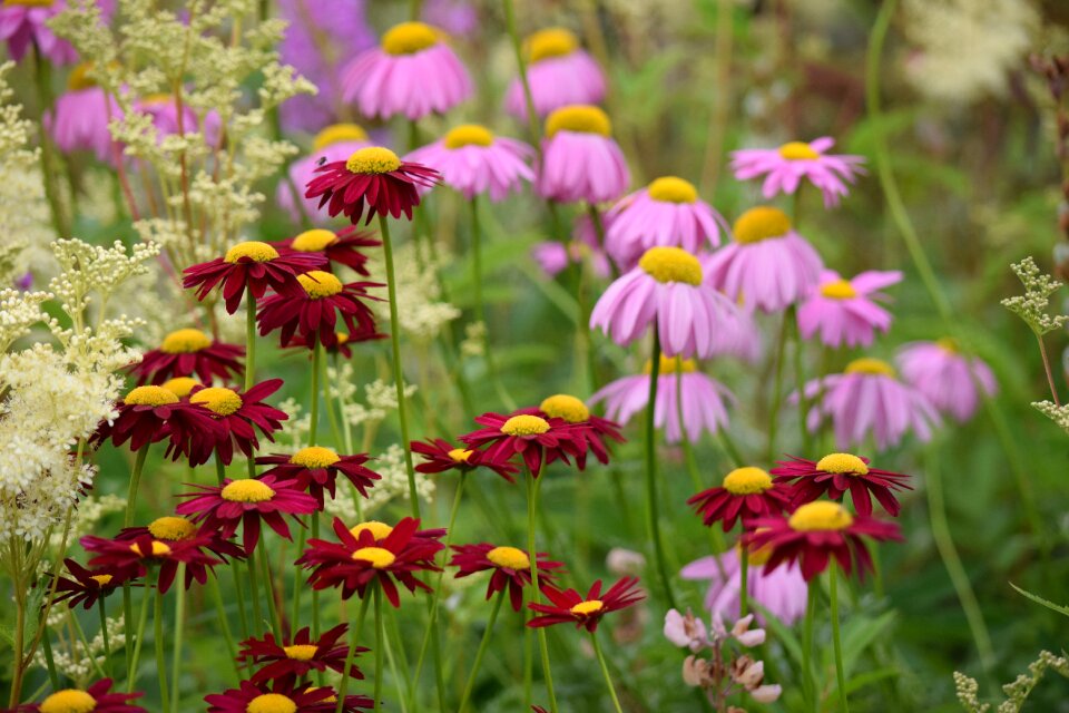 Flowers pink spring photo