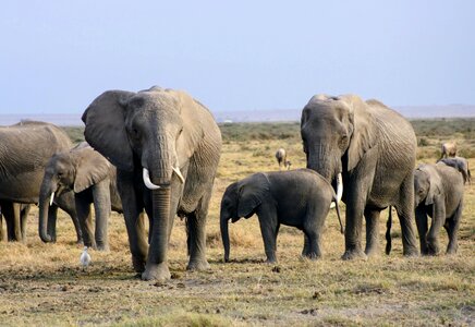 Safari amboseli herd
