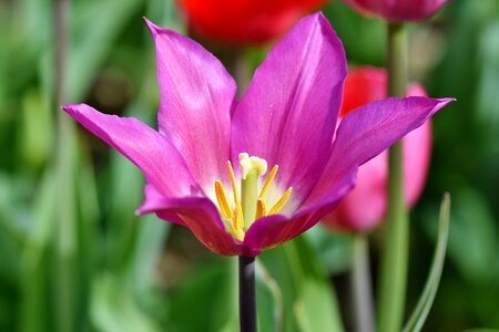 Stamp stamens petals photo